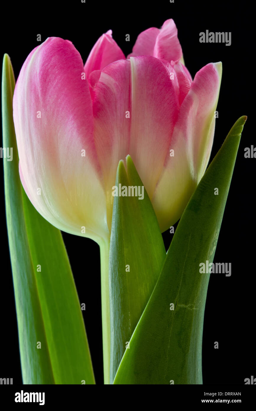 A close-up macro view of a pink tulip flower (Tulipa suaveolens) set against a black background. Stock Photo