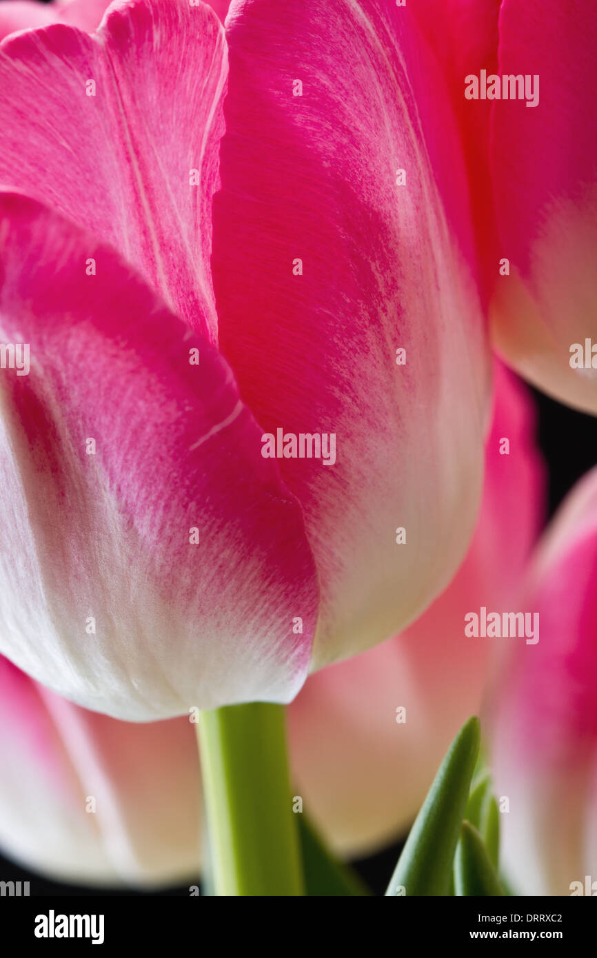 A close-up macro view of a pink tulip (Tulipa suaveolens) flower set against a black background. Stock Photo