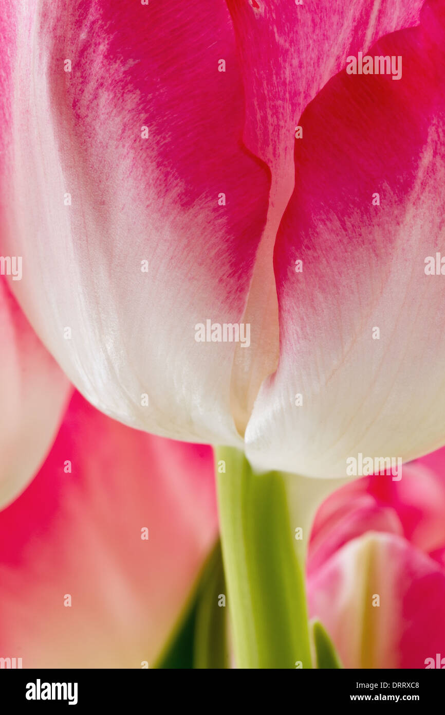 A close-up macro view of a pink tulip Tulipa suaveolens flower set against a background of other pink tulip flowers. Stock Photo