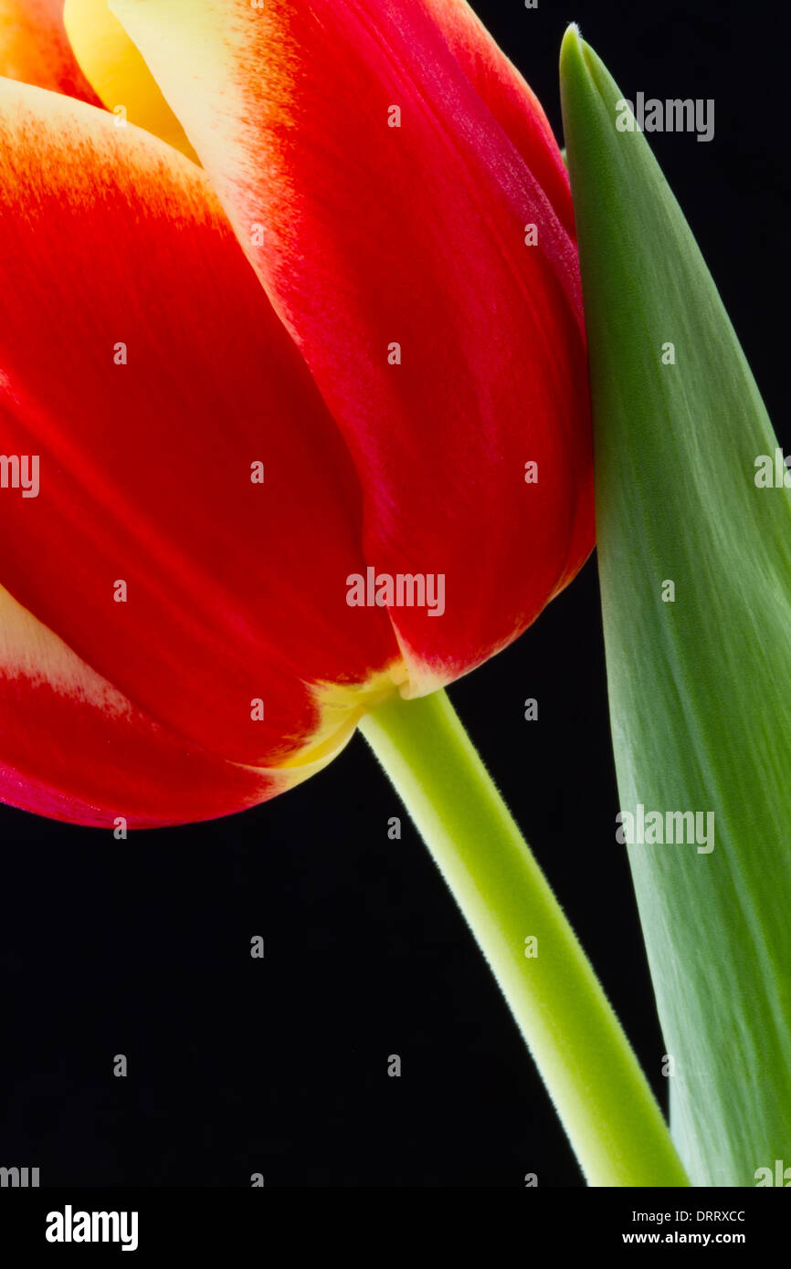 Close-up macro view of a red tulip (Tulipa suaveolens) set against a black background. Stock Photo