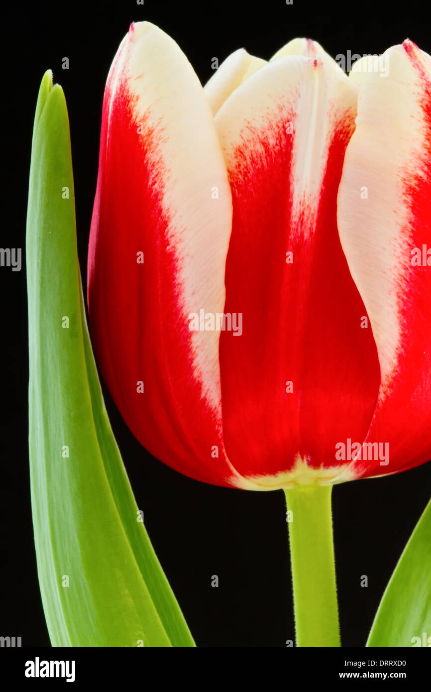 Close-up macro view of a red tulip (Tulipa suaveolens) set against a black background. Stock Photo