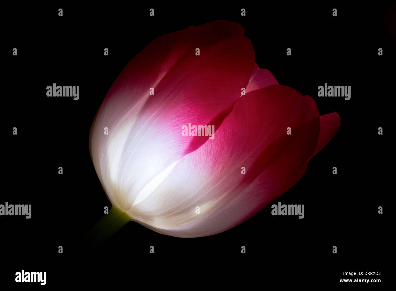 A close-up macro view of a pink tulip Tulipa suaveolens flower lit on the inside by  flashlight set against black background. Stock Photo