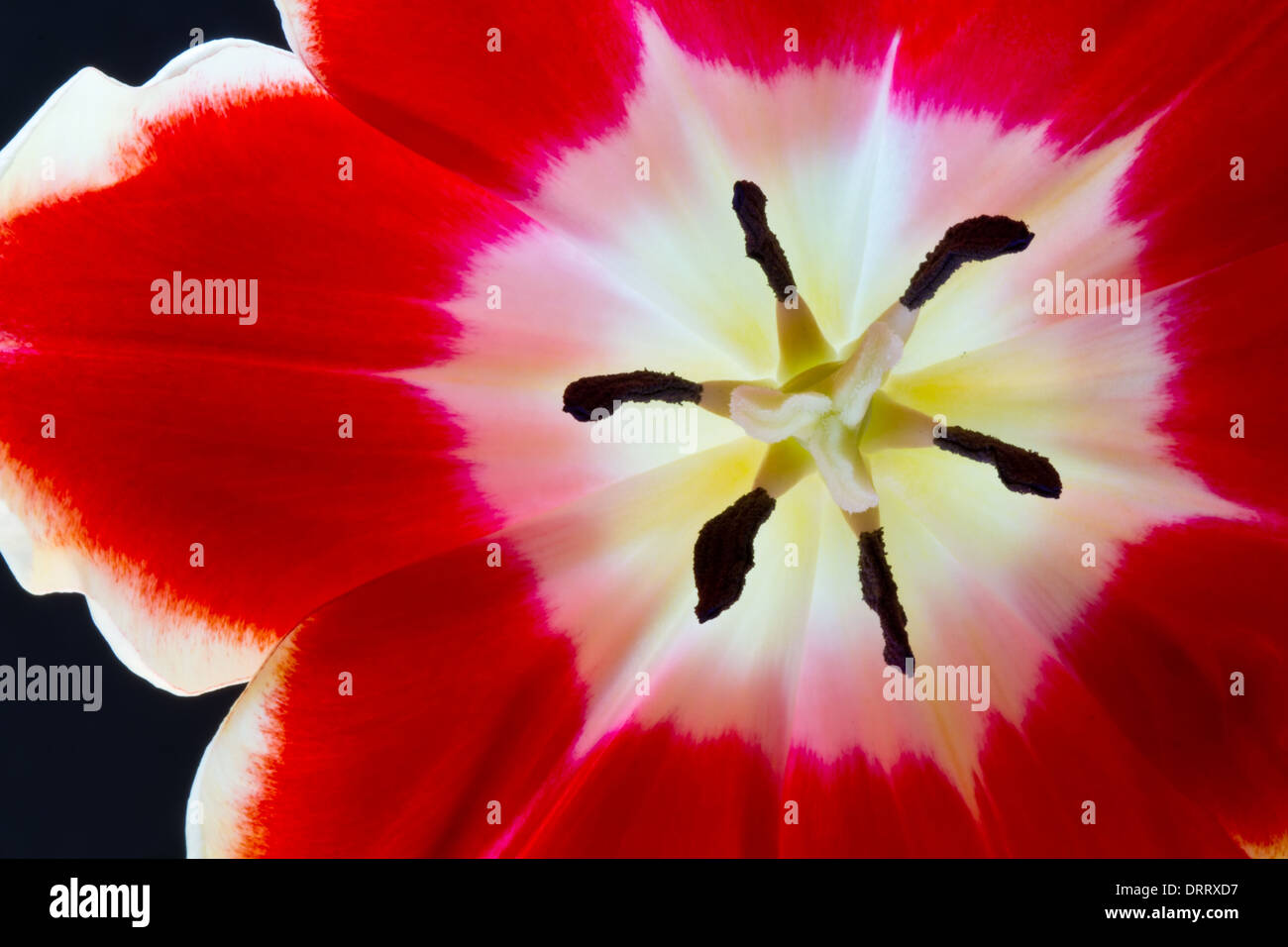 A close-up macro view of the inside of a red tulip (Tulipa suaveolens) flower set against a black background. Stock Photo
