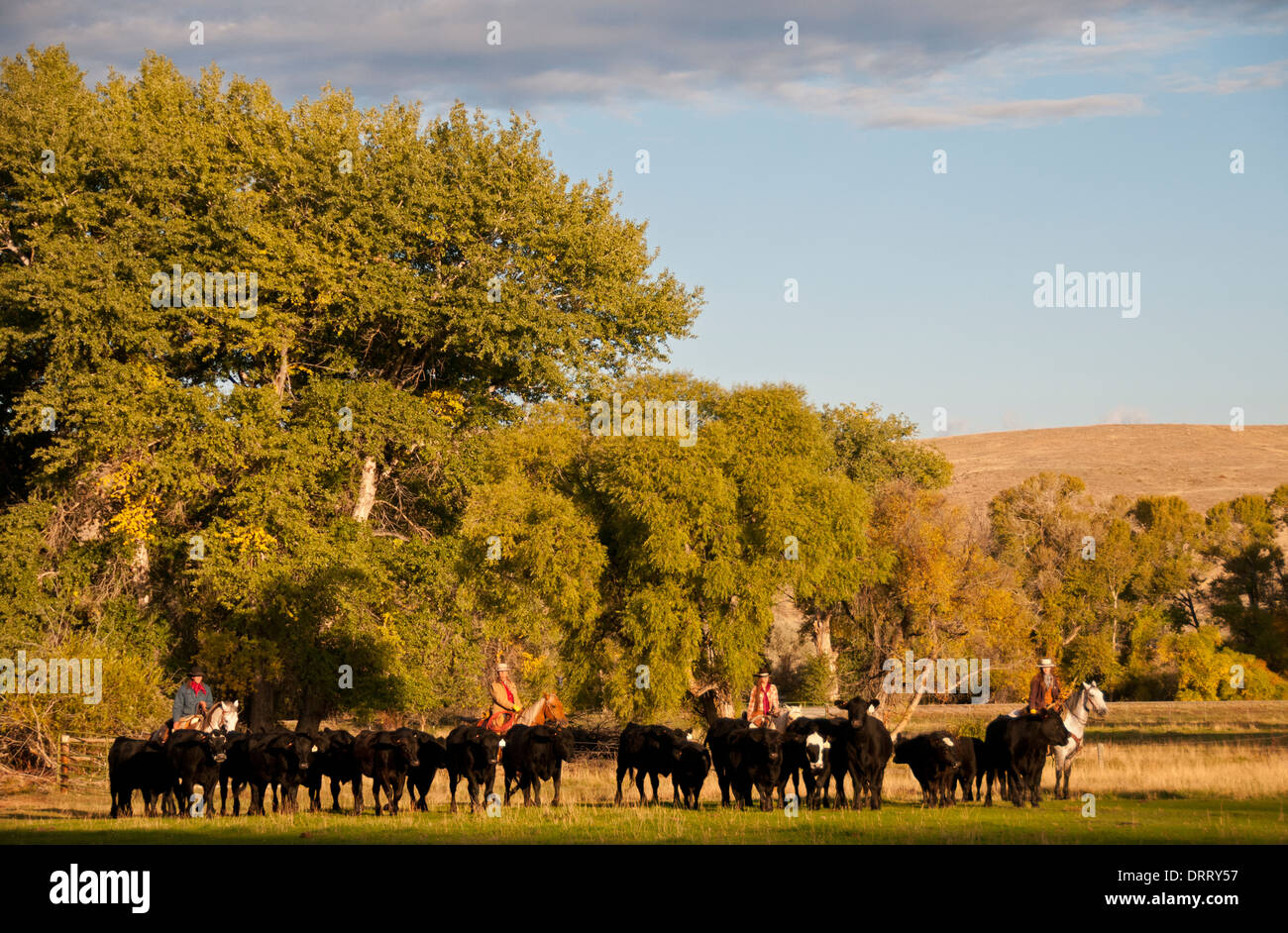 Wranglers take a rest after a successful cattle round-up at the Hideout Ranch in Shell, Wyoming Stock Photo