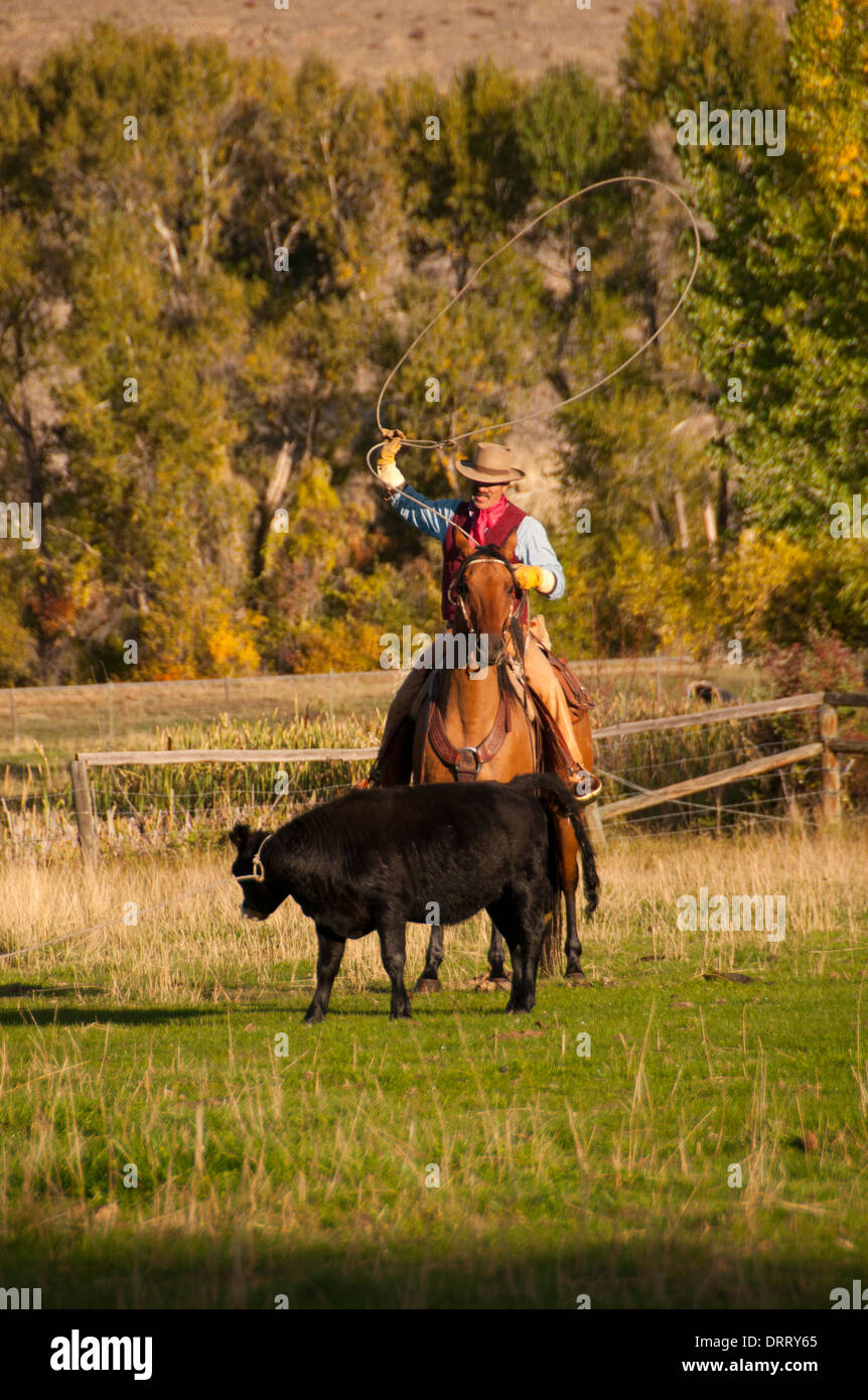Roping the one that got away at the Hideout Guest Ranch, Shell, Wyoming Stock Photo
