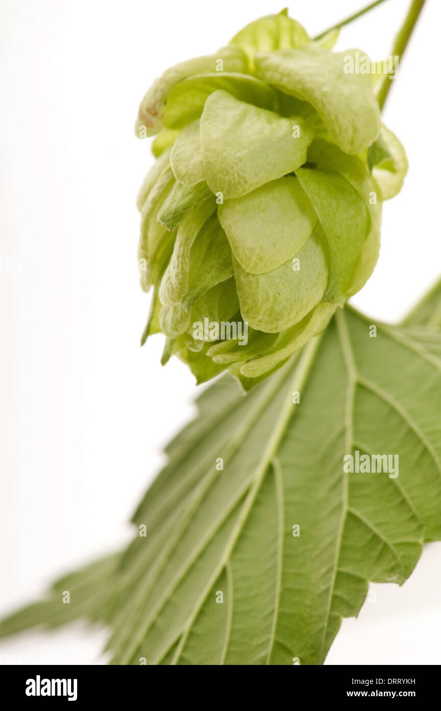 Hop cone and leaves on white background Stock Photo - Alamy