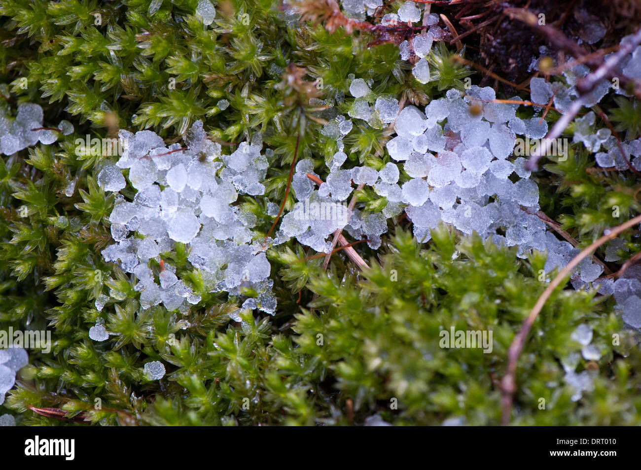 Mosses on woodland floor in spring, with hailstones from recent shower. Stock Photo