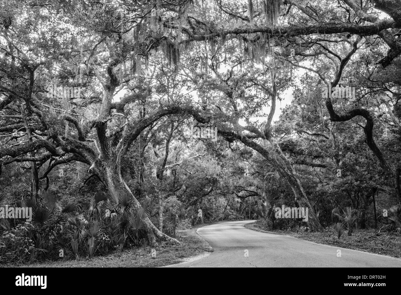 Twisted old live oak trees (Quercus virginiana) arc over a road in Fort Clinch State Park, Florida converted to black and white. Stock Photo