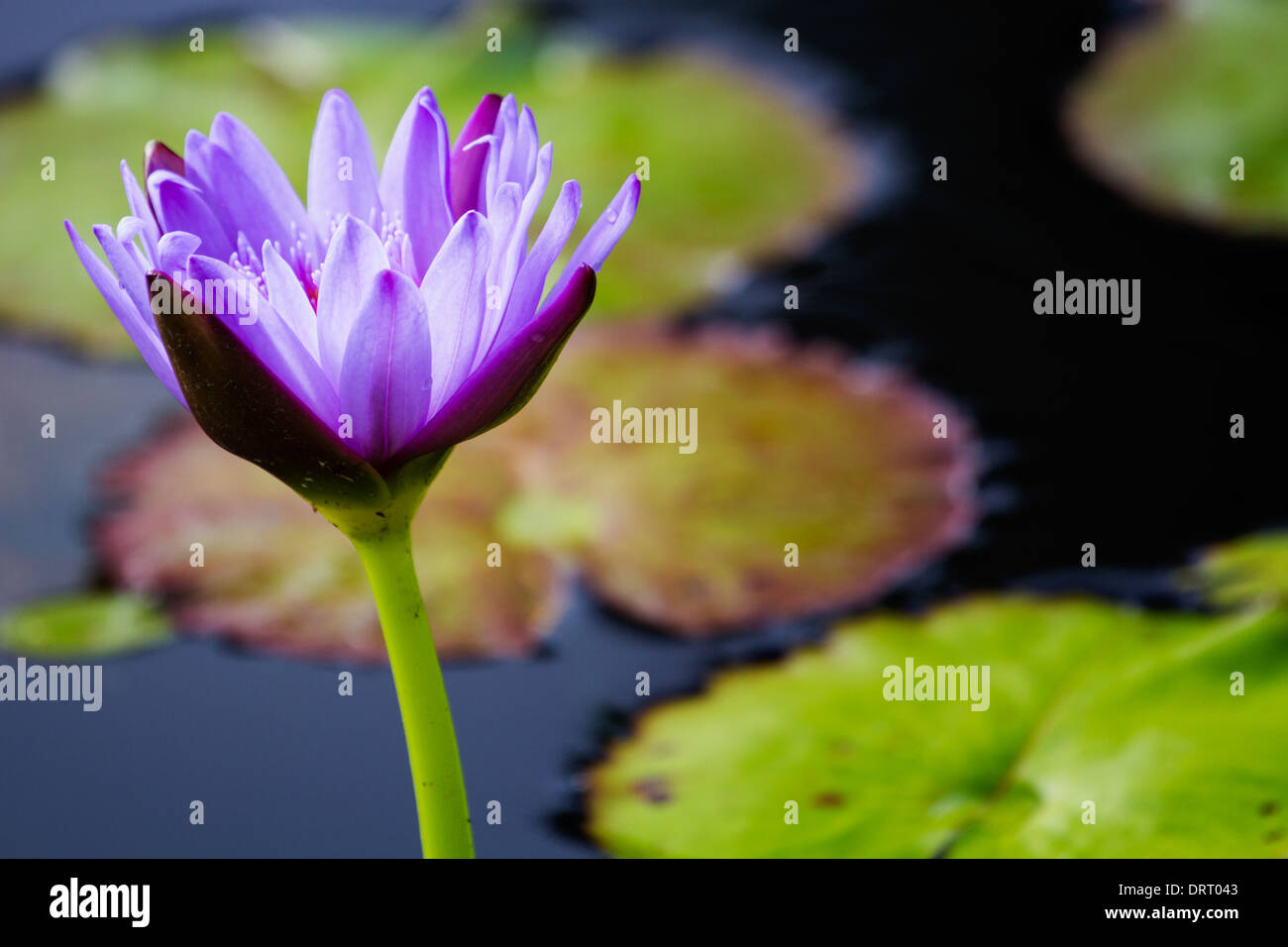 Water Lily (Nymphaeaceae) in a pond. Stock Photo