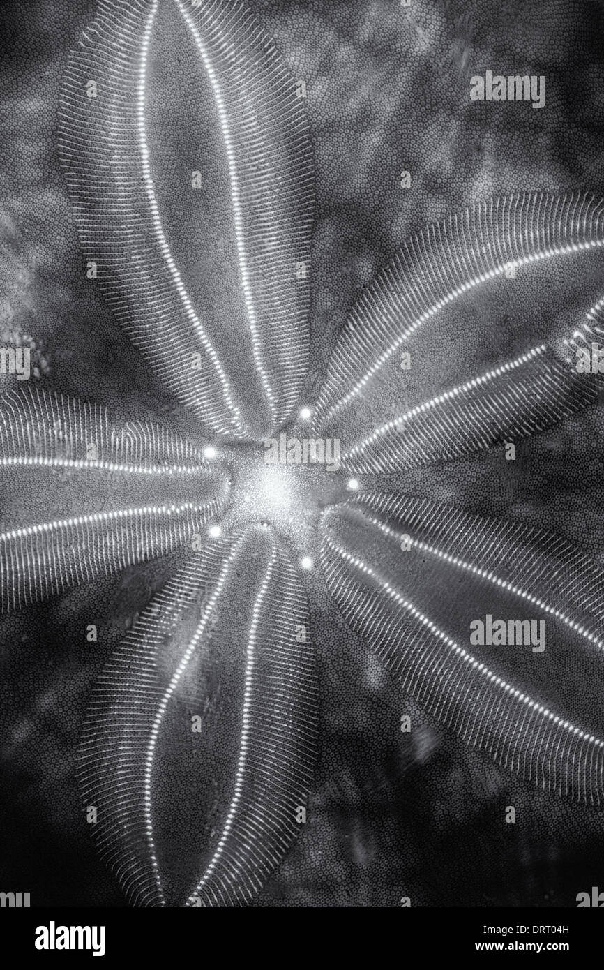 Sand Dollar illuminated from underneath and converted to black and white. Stock Photo