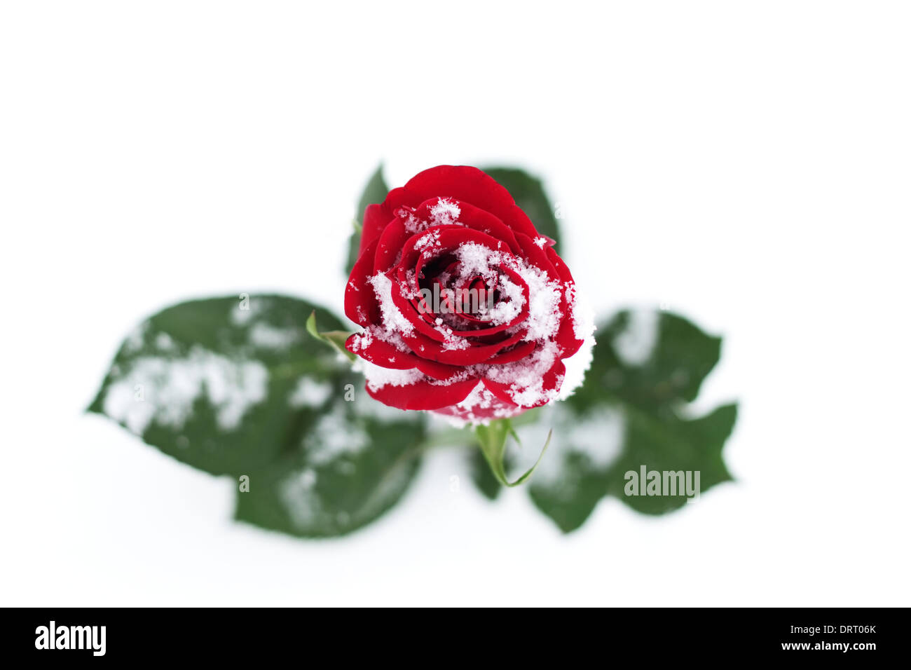 Red Rose in the snow Stock Photo