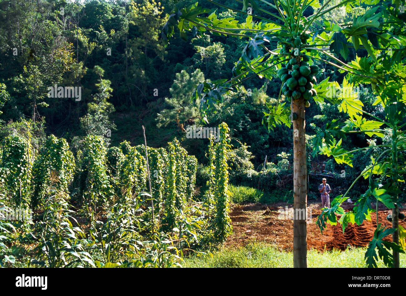 Types Of Yams In Jamaica