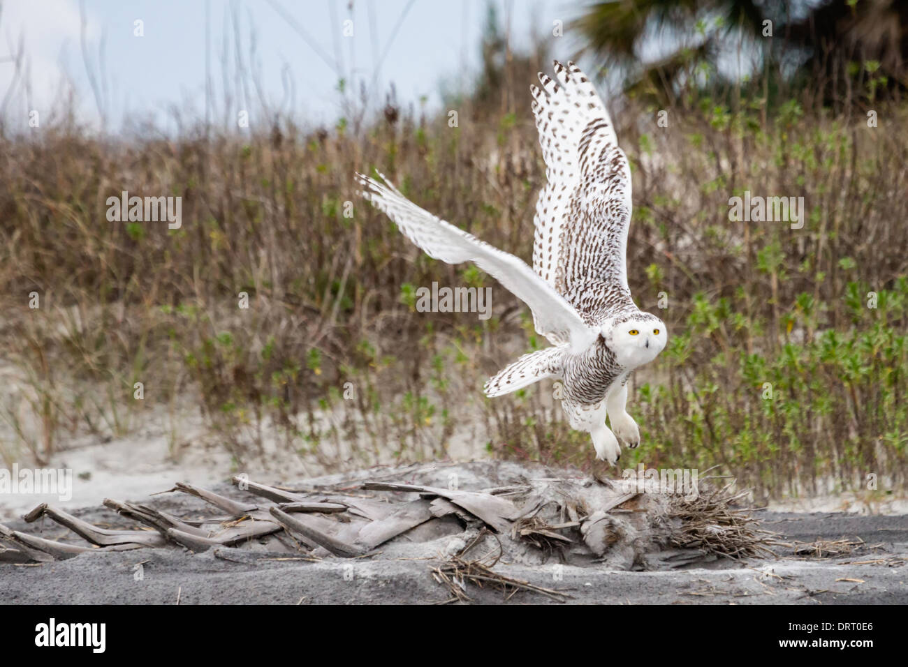 A snowy owl (Bubo scandiacus) in flight at Little Talbot Island State Park, Florida, USA. Stock Photo