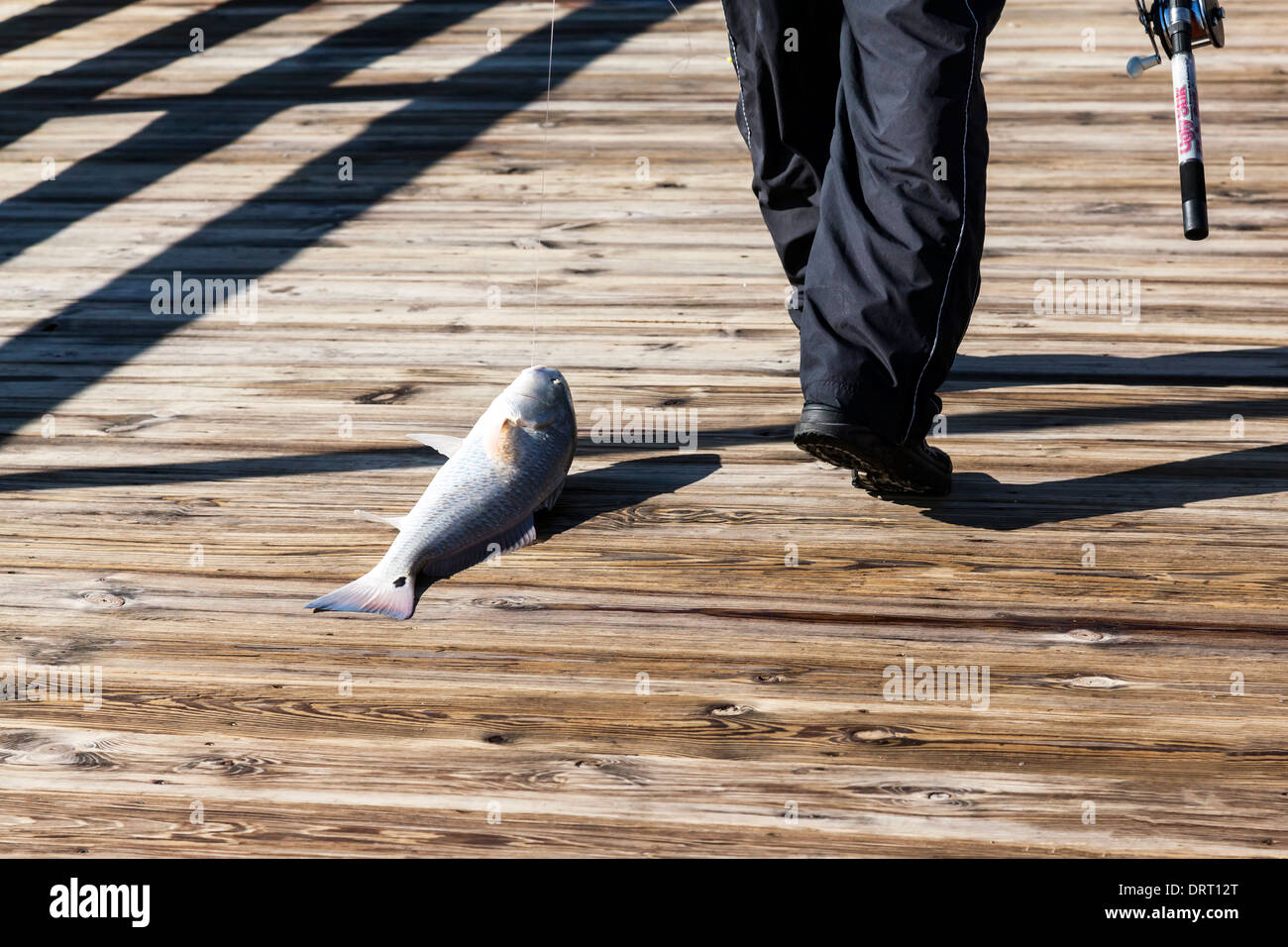 Feet of fisherman carrying Ugly Stik rod and reel and dragging large Redfish by hook and line along fishing pier wooden dock. Stock Photo