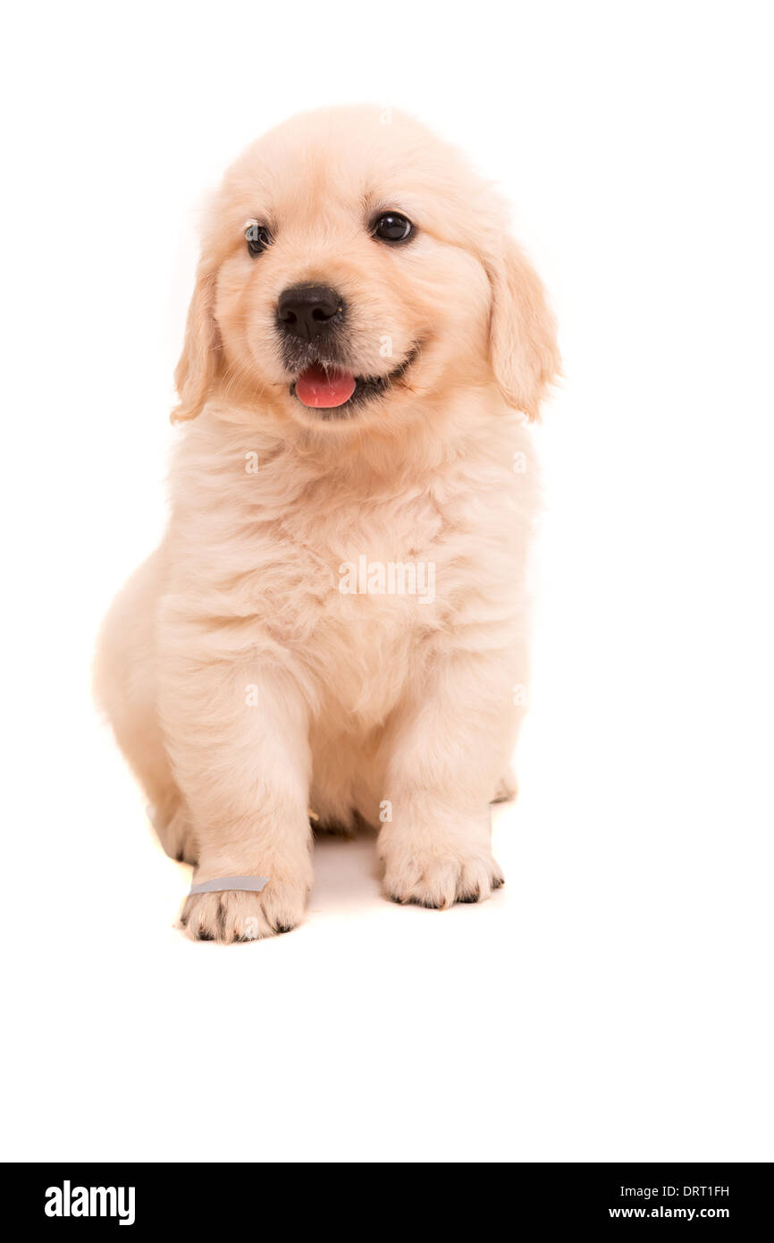 Studio Photo Of A Baby Golden Retriever Isolated Over A White Stock Photo Alamy