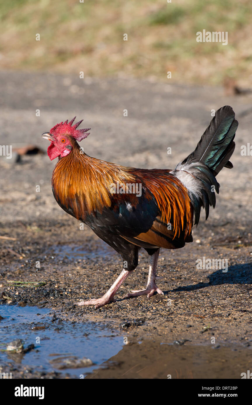 Jungle fowl hires stock photography and images Alamy
