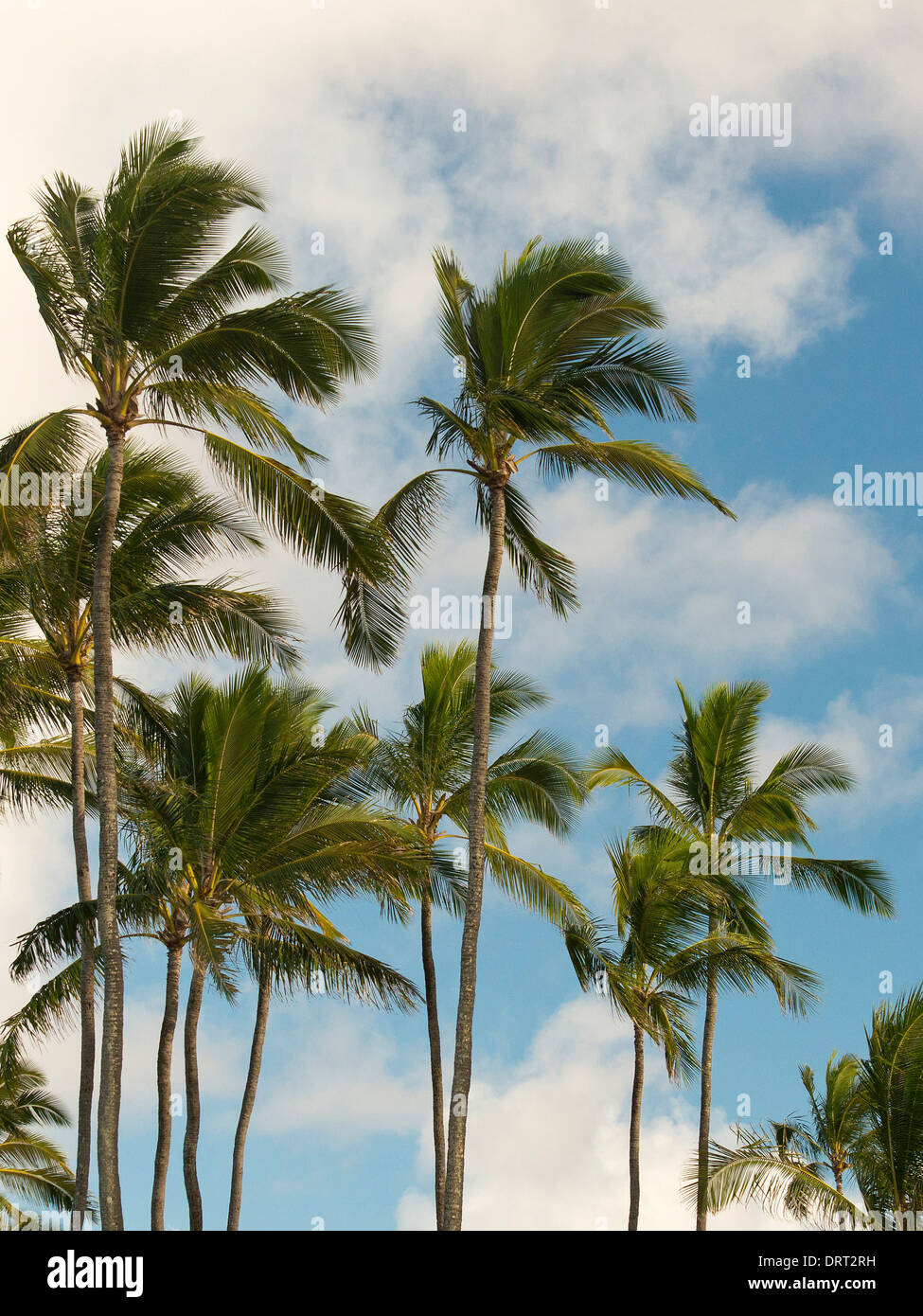 Palm Trees in Hawaii on a nice day Stock Photo Alamy