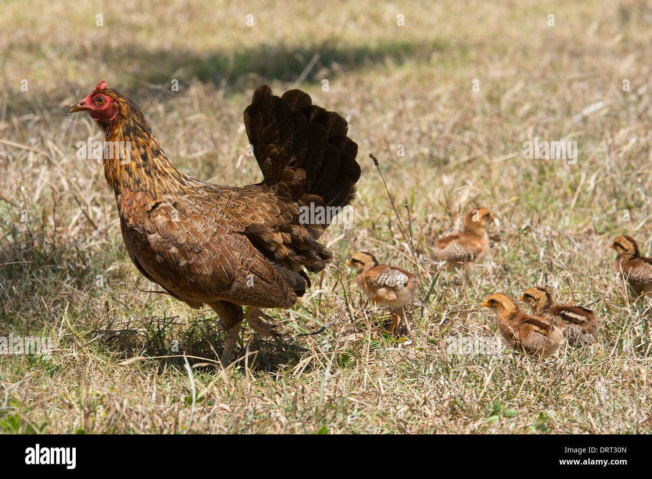 Wild hen with chicks in Hawaii Stock Photo Alamy