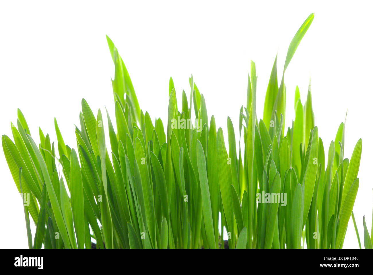 Green grass on a white background Stock Photo - Alamy