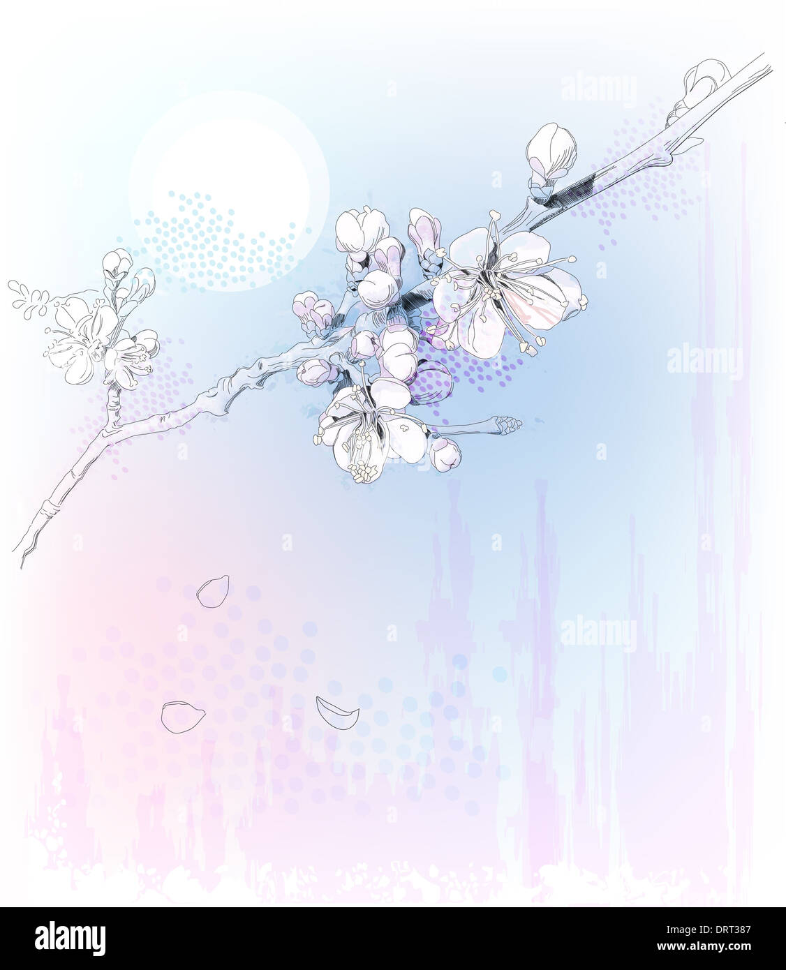 cherry blossoms in full bloom Stock Photo Alamy