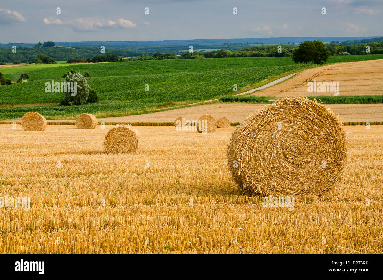 round bales of straw in the meadow Stock Photo