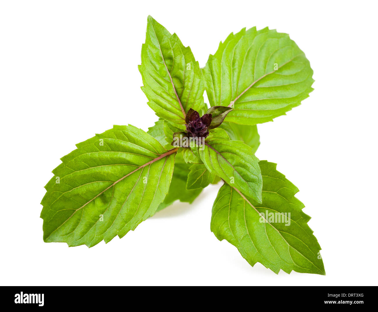 Ocimum basilicum cinnamon Cut Out Stock Images & Pictures Alamy