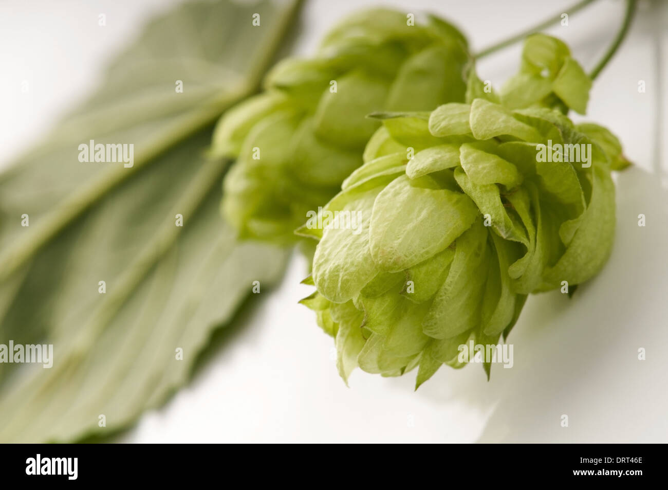 Hop cone and leaves on white background Stock Photo - Alamy