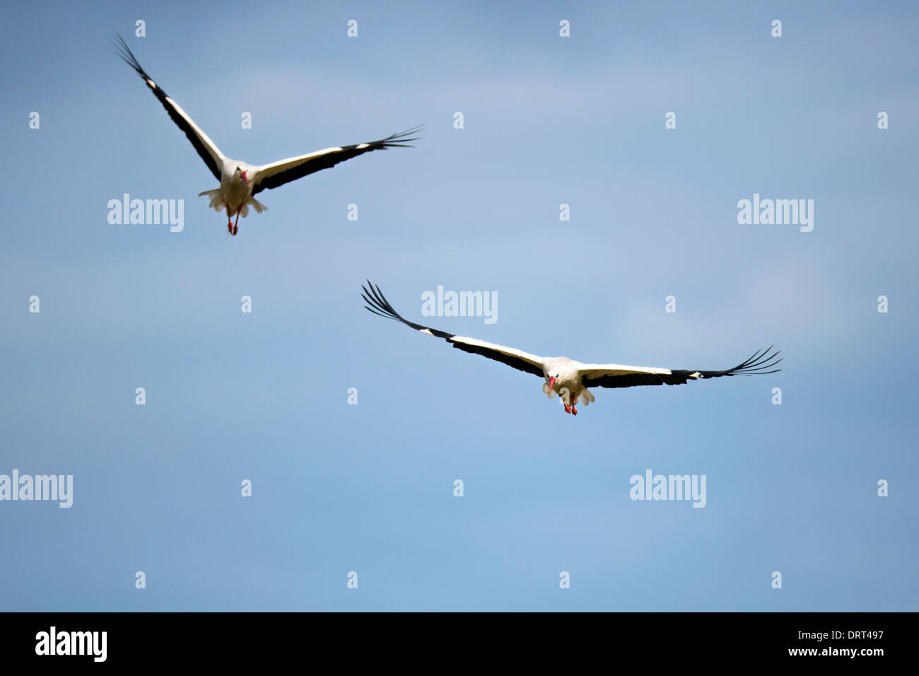 Two white storks in flight Stock Photo