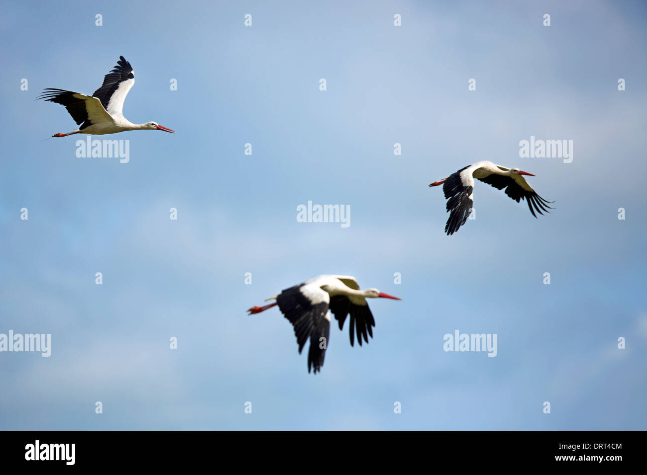 White storks in flight Stock Photo
