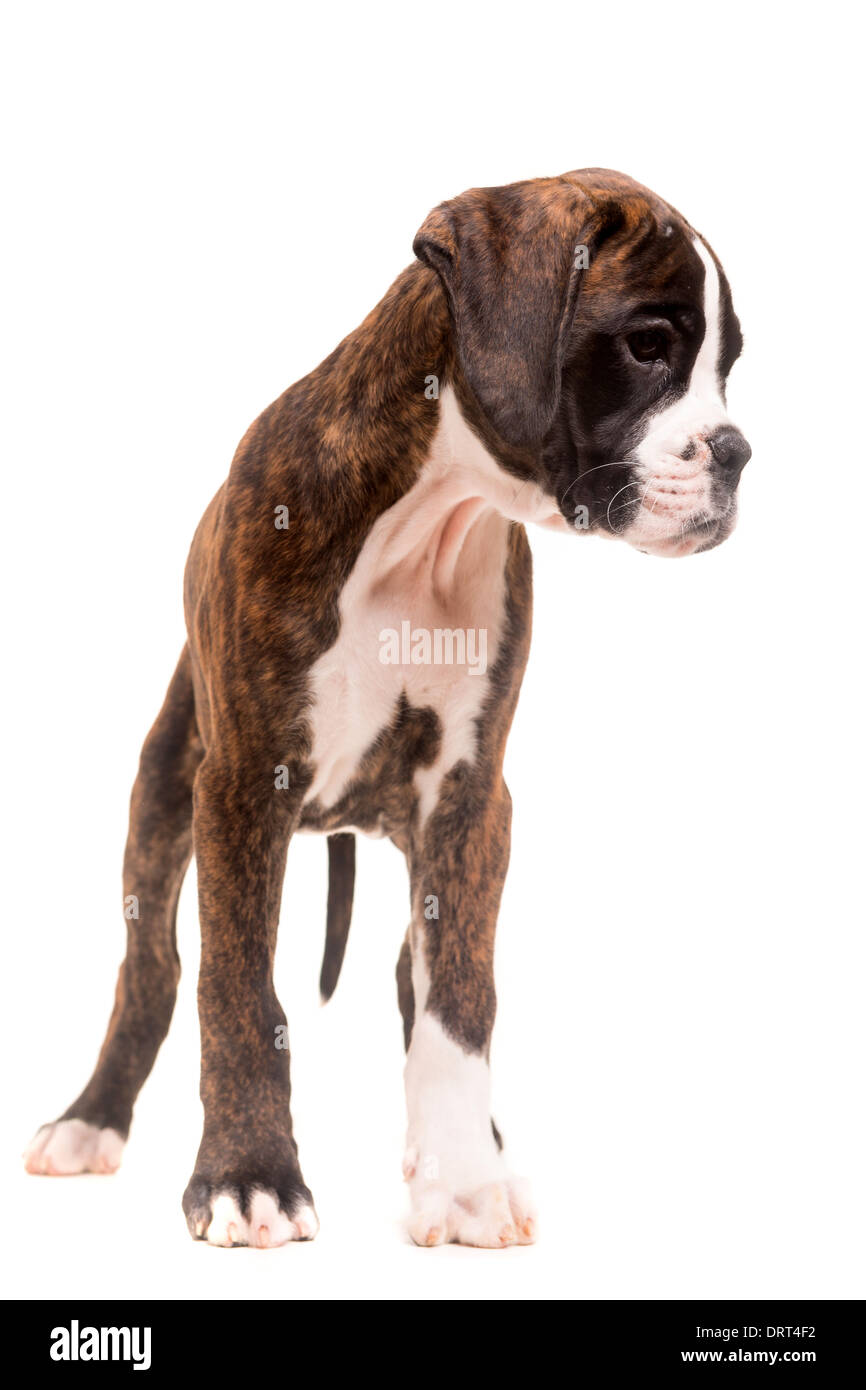 Boxer dog sitting hi-res stock photography and images - Page 20 - Alamy