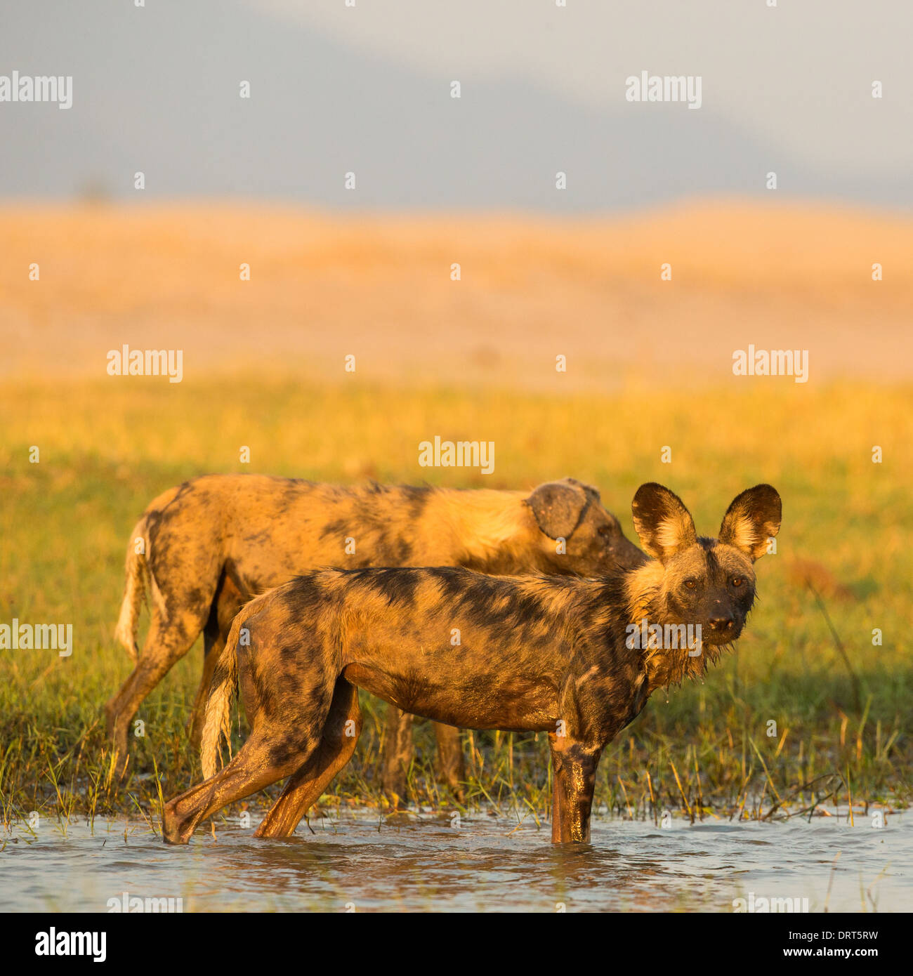 African Wild Dog (Lycaon pictus) standing in water looking at camera Stock Photo