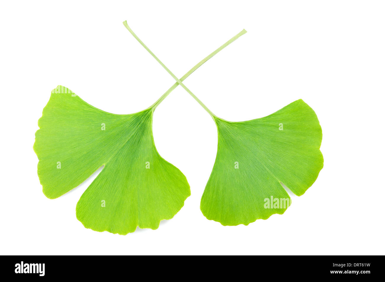 two ginkgo biloba leaves on white background Stock Photo