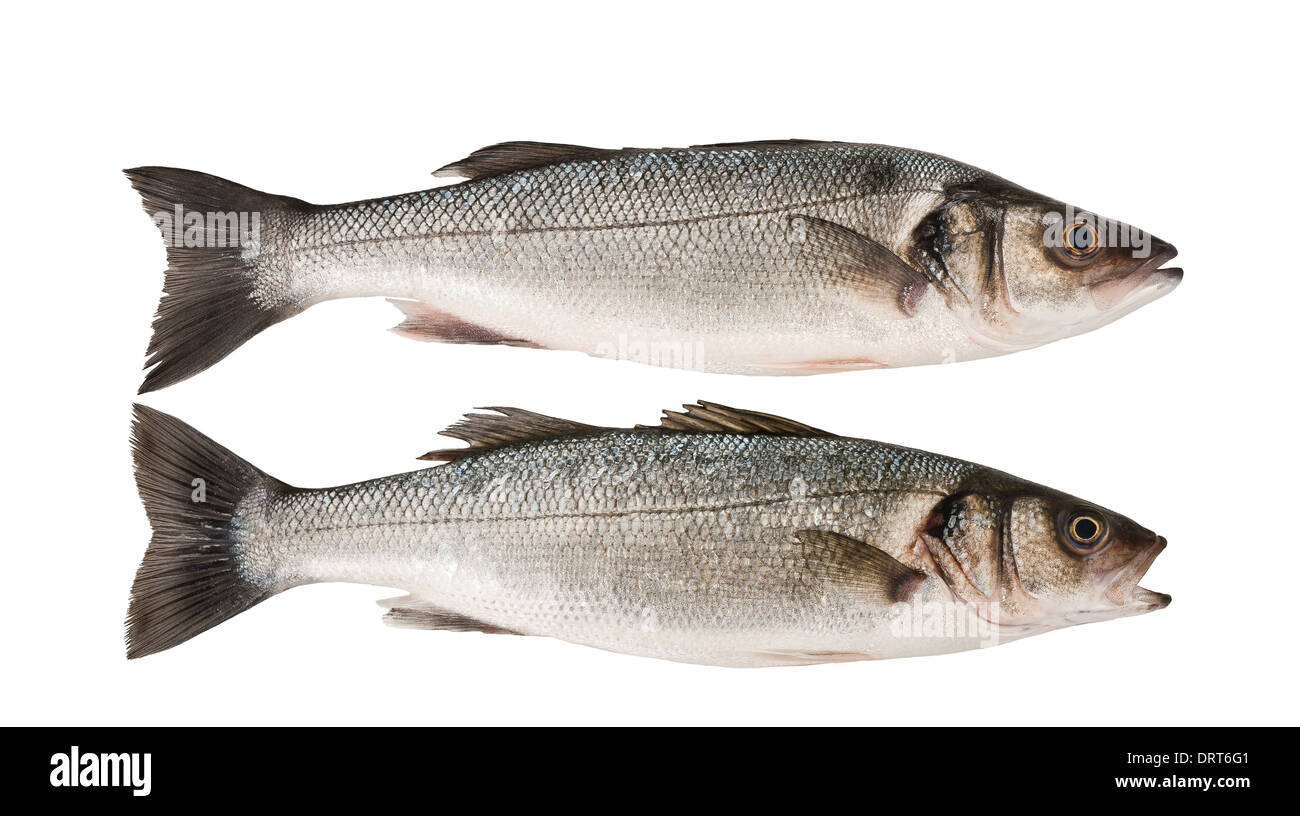 Seabass isolated on white background Stock Photo