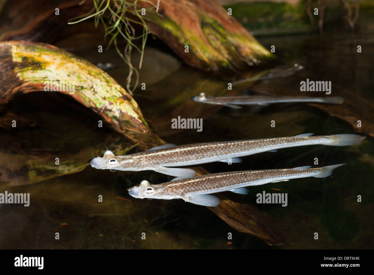 Four-eyed Fish, Anableps anableps, Brazil Stock Photo