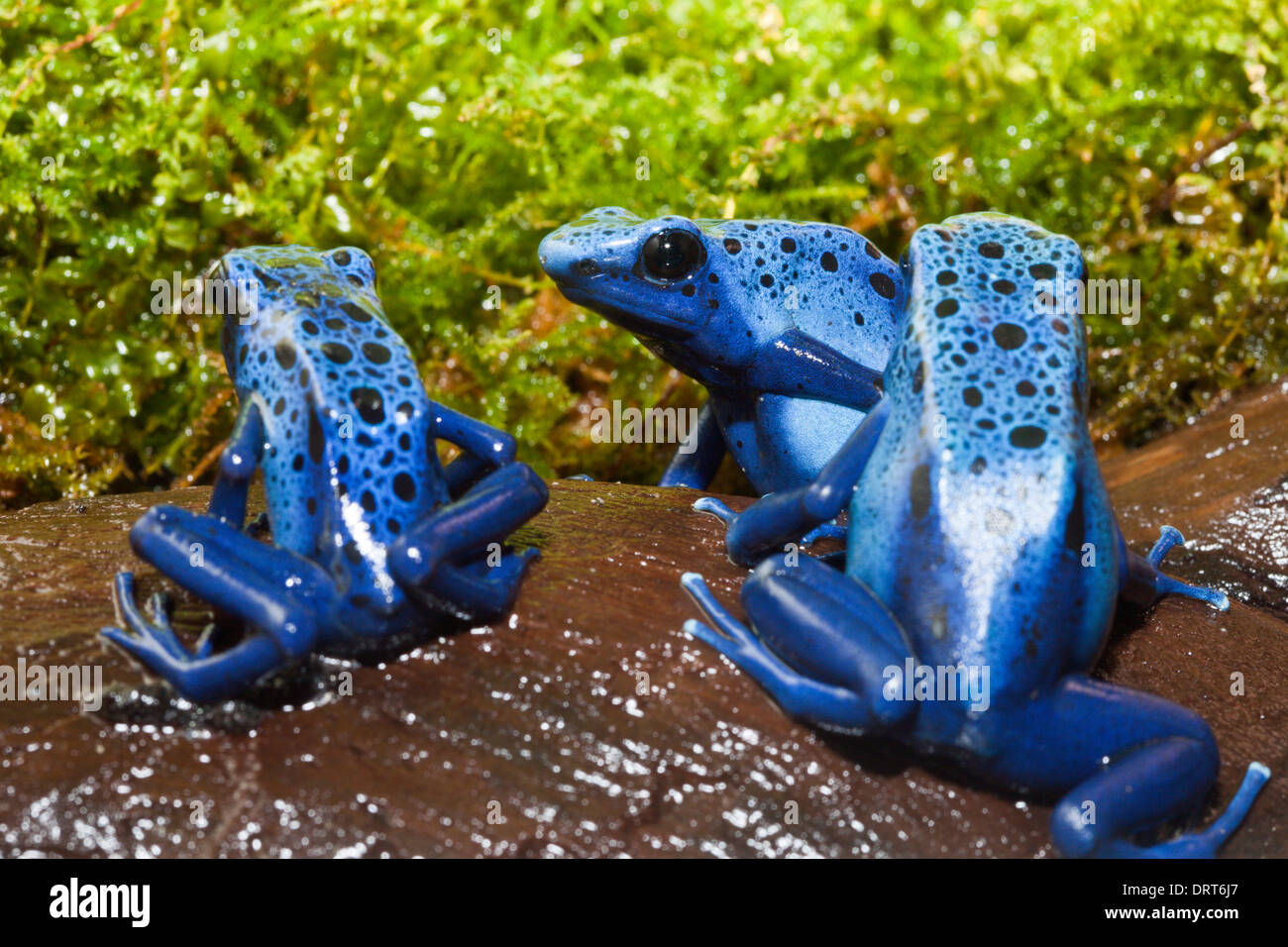 Blue Poison Dart Frog, Dendrobates tinctorius azureus, Suriname Stock Photo