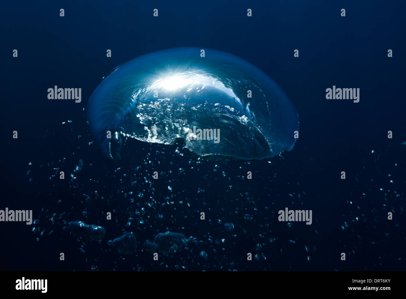 Air Bubbles in Ocean, Guadalupe Island, Mexico Stock Photo