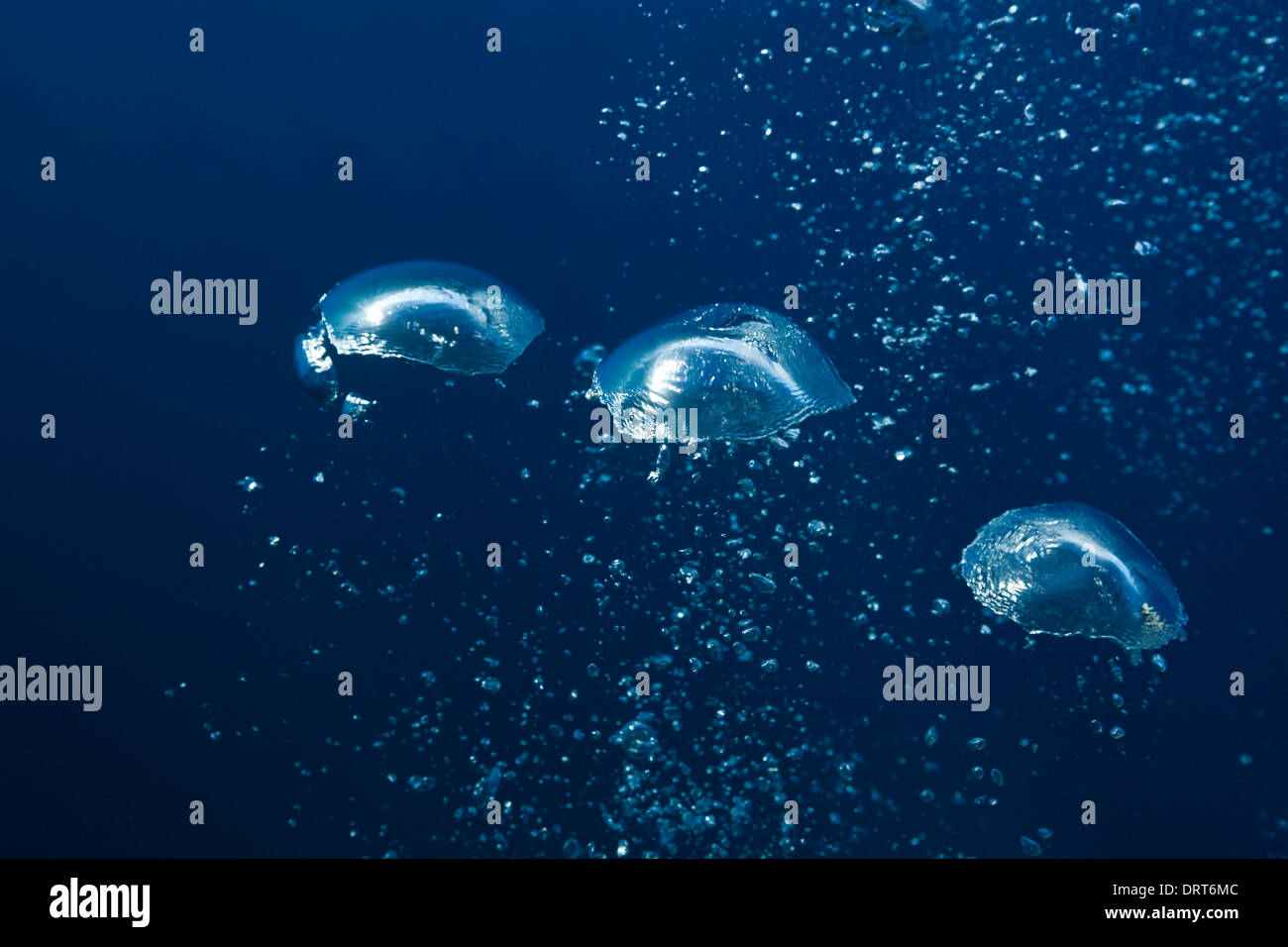 Air Bubbles in Ocean, Guadalupe Island, Mexico Stock Photo