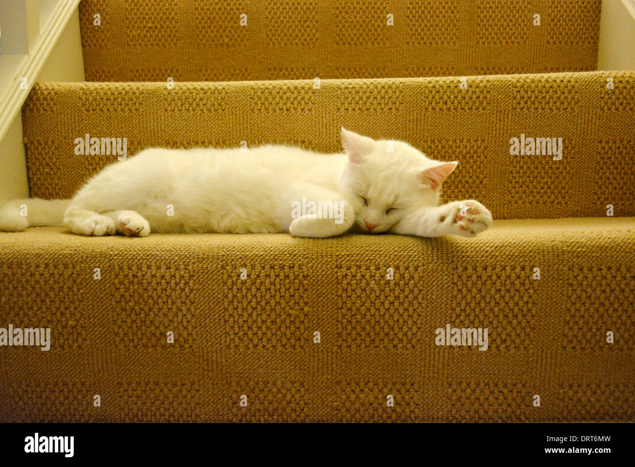 a white cat sleeping on stairs Stock Photo - Alamy