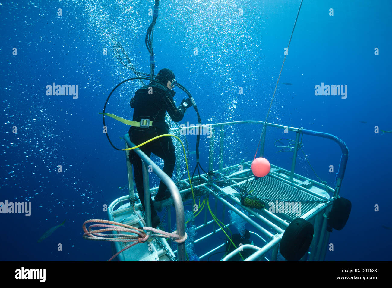 Great White Shark Cage Diving, Guadalupe Island, Mexico Stock Photo