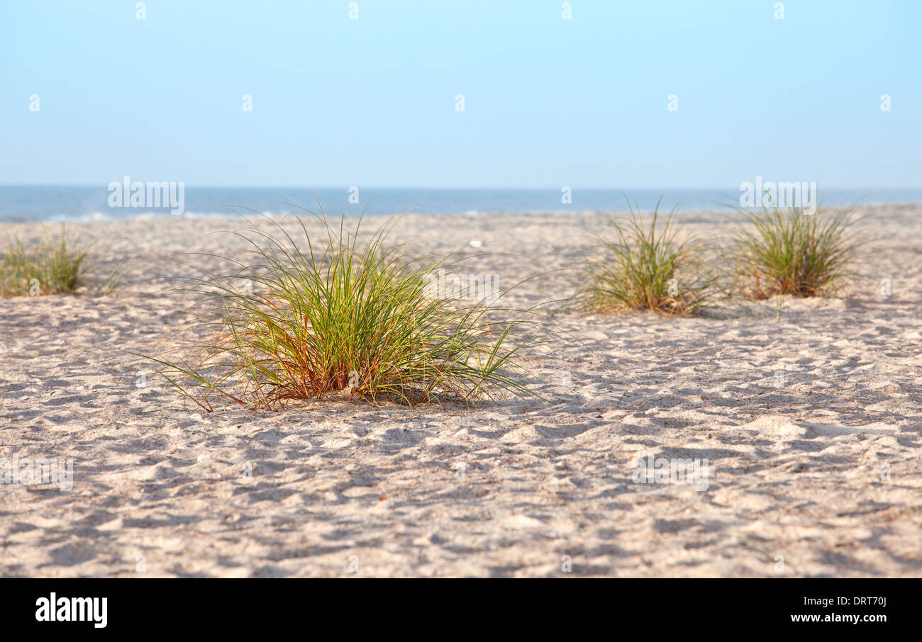 Beach sand dune grasses Stock Photo