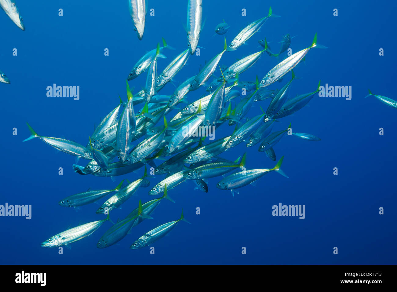 Pacific Jack Mackerels, Trachurus symmetricus, Guadalupe Mexico Stock Photo