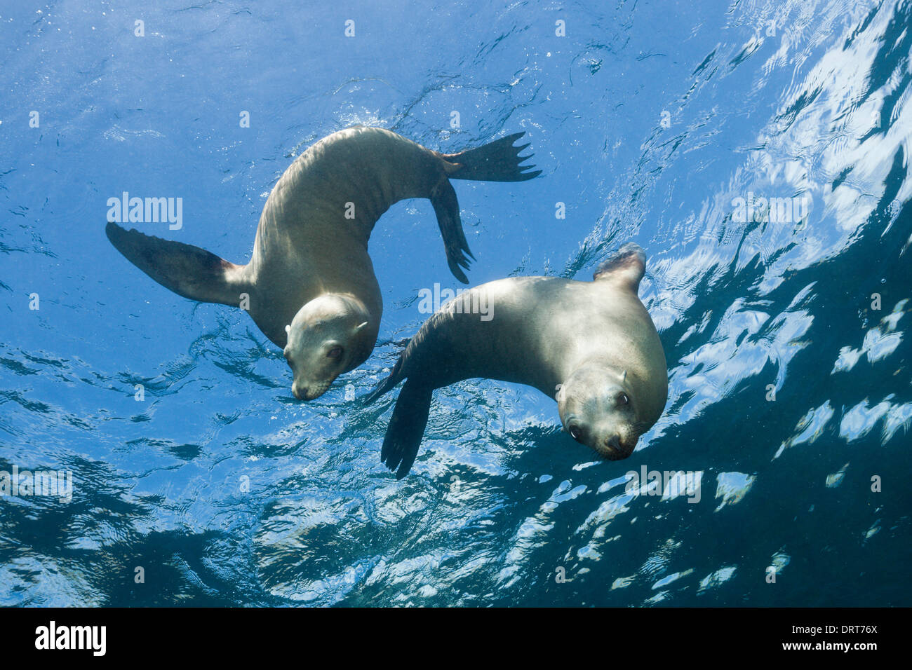 California Sea Lion in Kelp Forest, Zalophus californianus, San Benito Island, Mexico Stock Photo