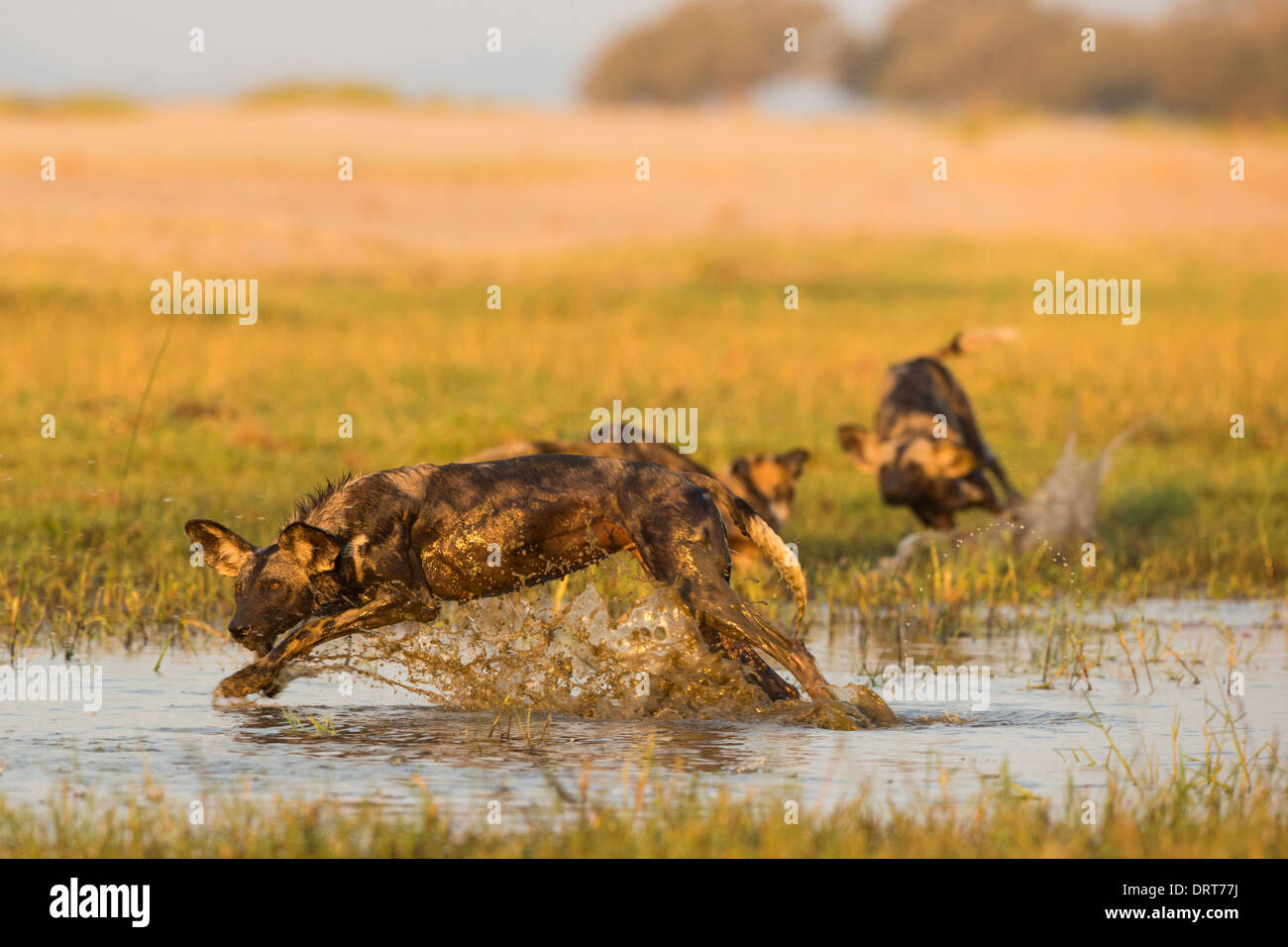 Wild Dog (Lycaon pictus) splashing through water Stock Photo