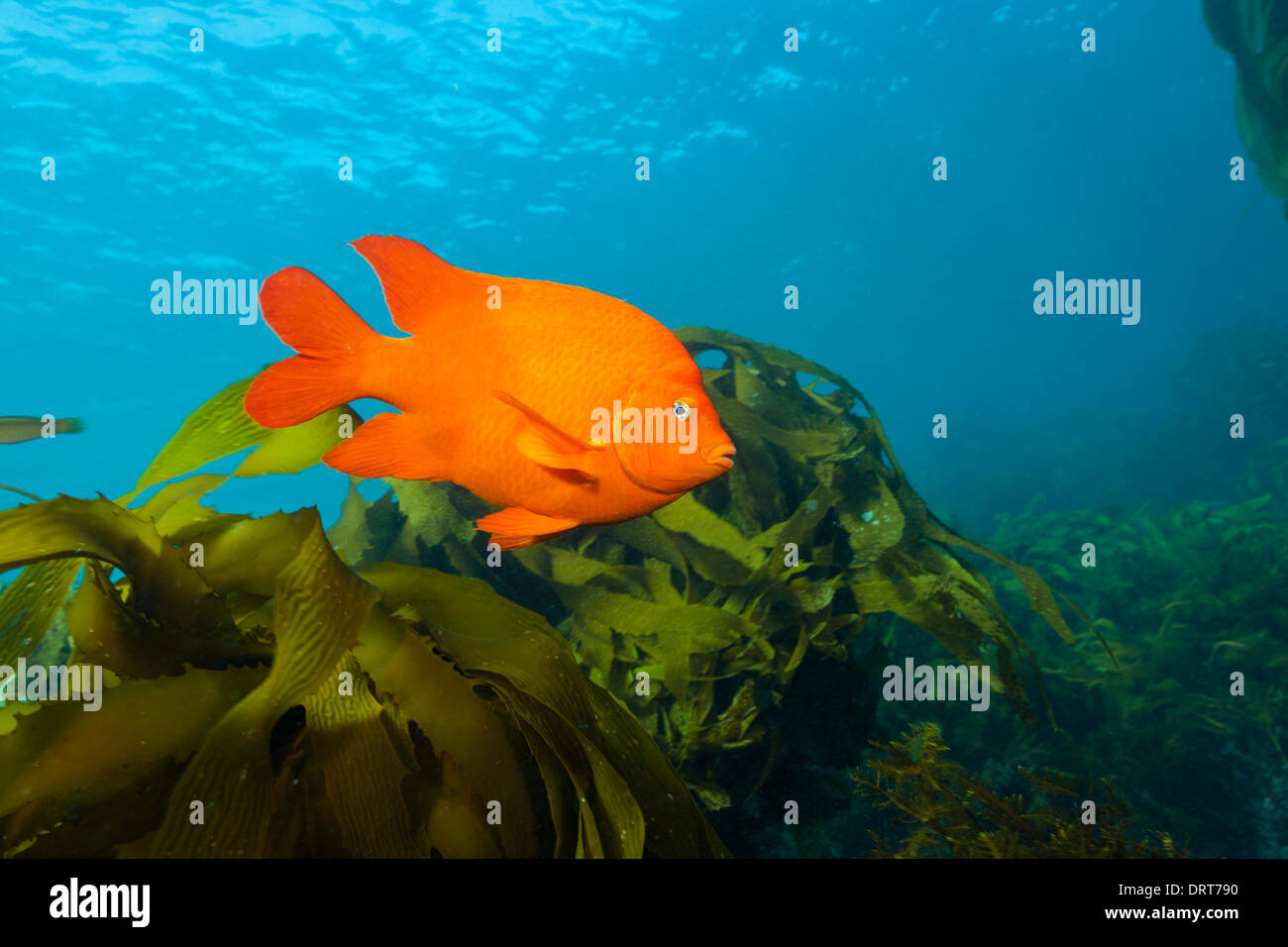 Garibaldi Fish in Kelp forest, Hypsypops rubicundus, San Benito Island