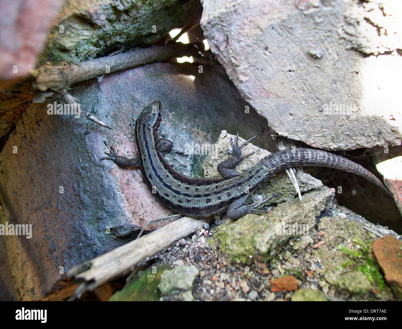 Lizard basking in the sun on the rocks brick Stock Photo