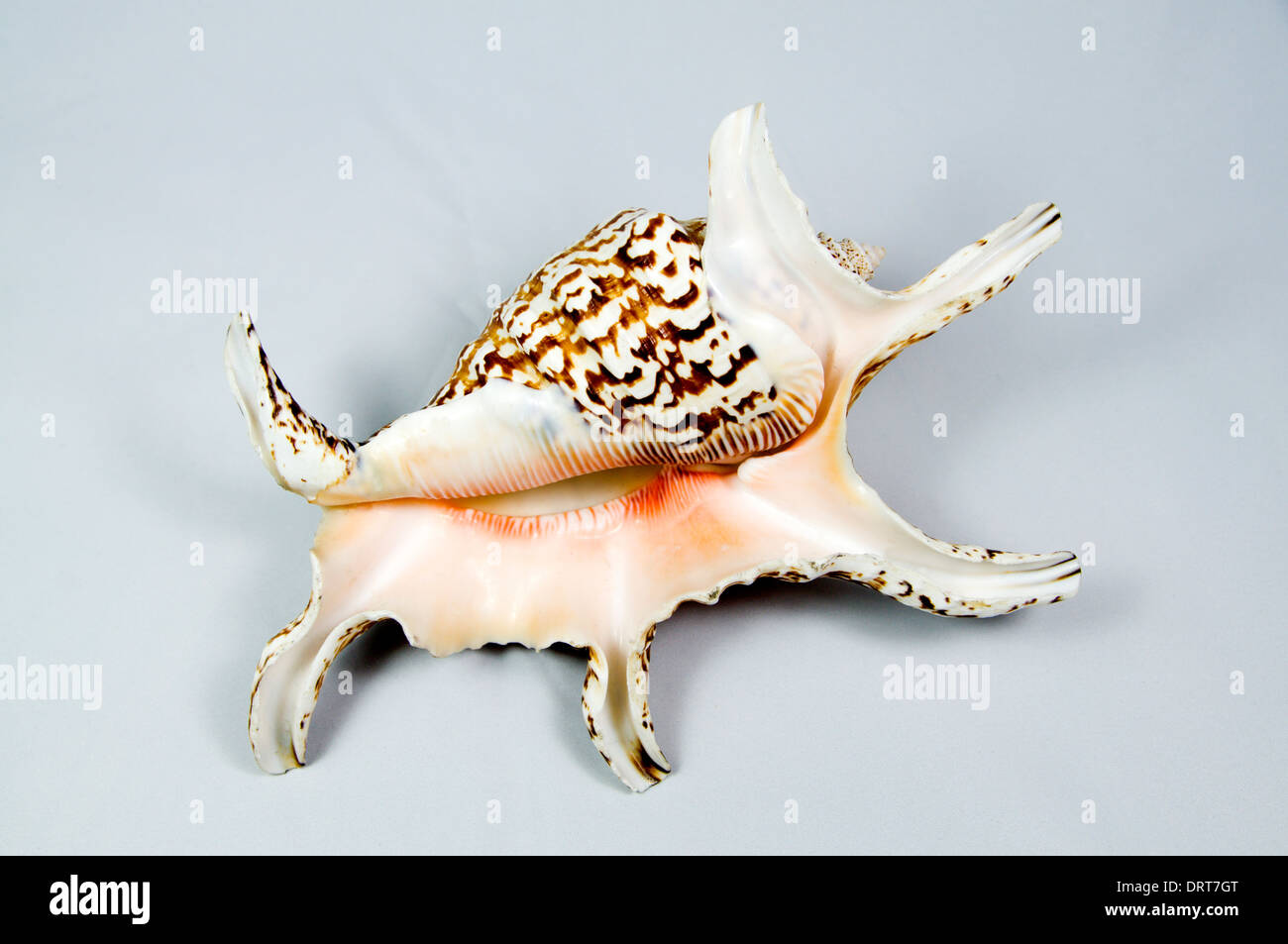 Mediterranean seashells. Stock Photo