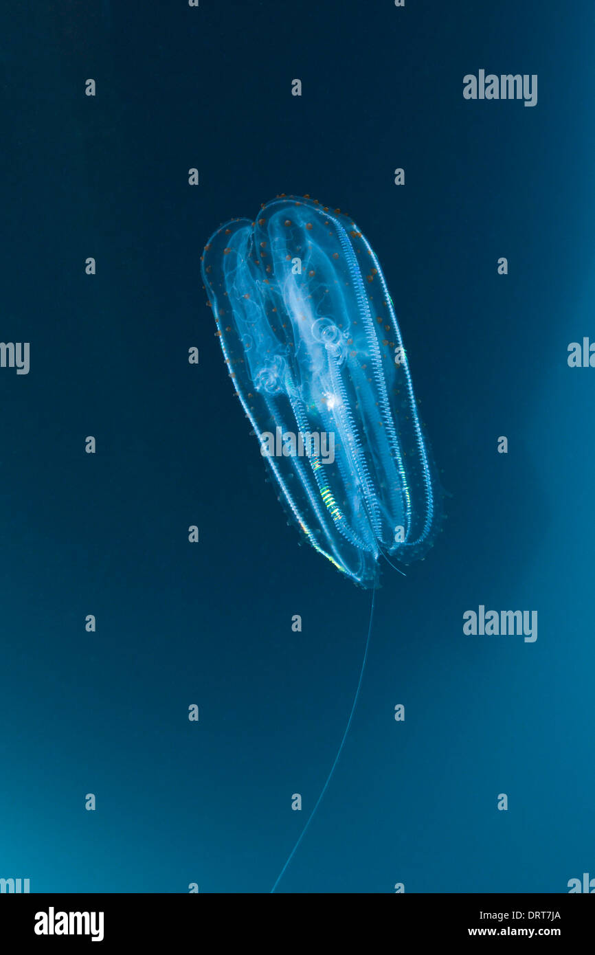 Comb Jellyfish, Ctenphora, Guadalupe Island, Mexico Stock Photo Alamy