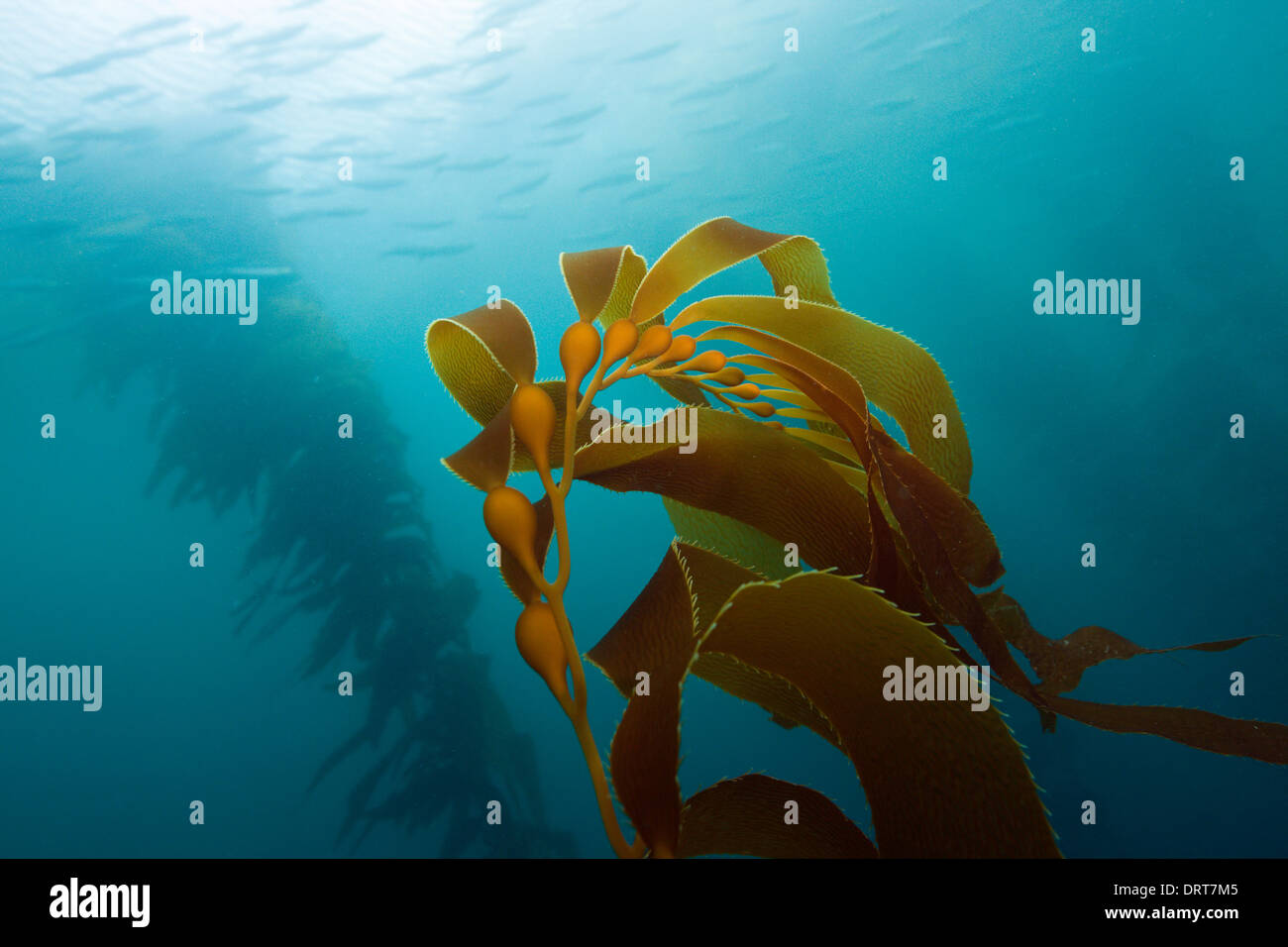 Kelp hires stock photography and images Alamy