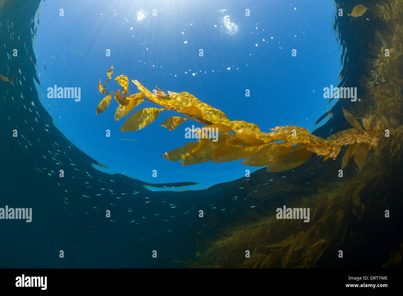 Kelp Forest Giant Kelp, Macrocystis pyrifera, San Benito Island, Mexico Stock Photo Alamy