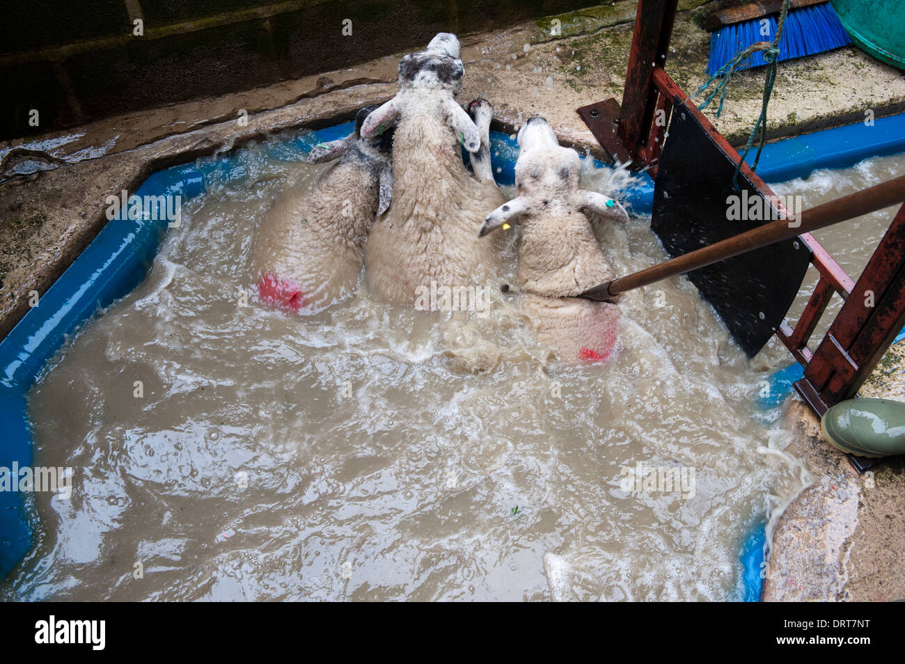 Dipping sheep with insecticide to kill lice and mites. N Yorkshire, UK. Stock Photo